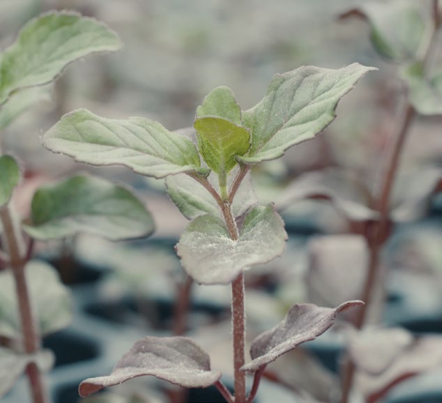 Nomos : un pas vers la circularisation des nutriments